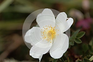 Burnet rose Rosa spinosissima