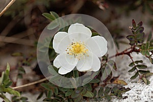 Burnet rose Rosa spinosissima