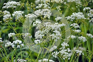 Burnet saxifrage