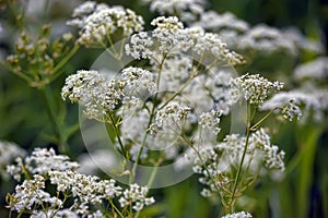 Burnet saxifrage