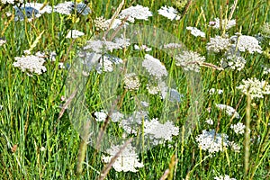 Burnet Saxifrage - Pimpinella saxifraga, Norfolk, England