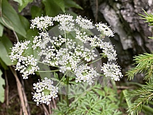 Burnet-saxifrage / Pimpinella saxifraga / Solidstem burnet saxifrage, Lesser burnet, GewÃ¶hnliche Kleine Bibernelle