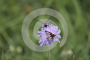 The burnet species Zygaena spec. or maybe called forester moths