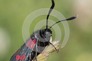 Burnett moth face close up