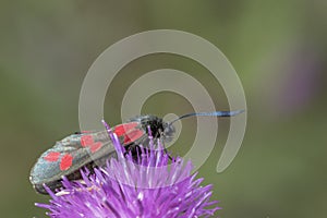 Burnett moth on southampton common