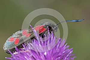 Burnett moth on southampton common