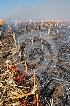 Burning Biomass - Corn Field Fire