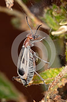 Burning Blister Beetle