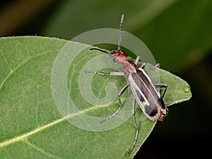 Burning Blister Beetle