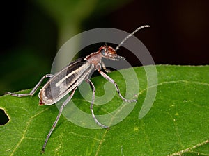 Burning Blister Beetle