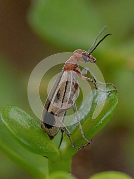 Burning Blister Beetle