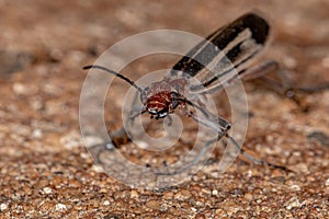 Burning Blister Beetle