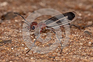 Burning Blister Beetle