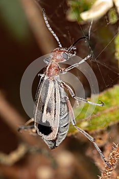 Burning Blister Beetle