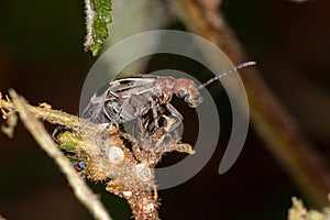 Burning Blister Beetle