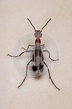 Burning Blister Beetle