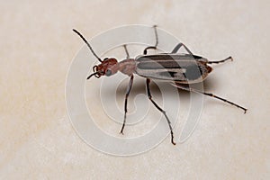 Burning Blister Beetle