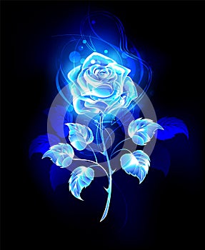 Burning blue rose on black background