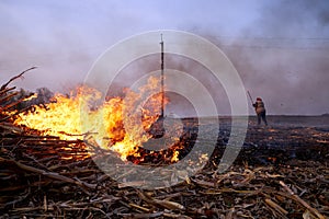 A burning bonfire of corn stalks in the field