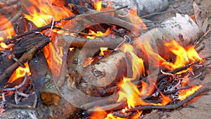 Burning bonfire in forest camping and burning birch in fire, closeup view.