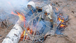 Burning bonfire in forest camping with woods and burning birch in fire.