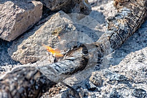 Burning branch in a campfire