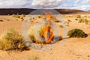 Burning Bush grass in the desert