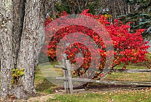 Burning bush in red fall color