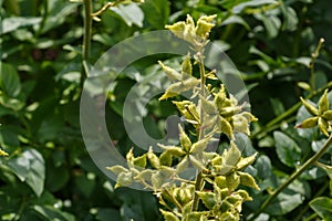 Burning bush, seed capsule, dictamnus albus commonly called gas