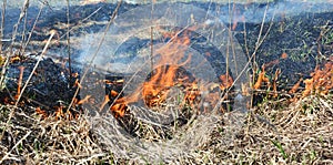 Burning dead grass. The reasons for spring grass burning are largely unfounded and rather than being beneficial, grass burning is