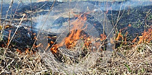 Burning dead grass. The reasons for spring grass burning are largely unfounded and rather than being beneficial, grass burning is photo