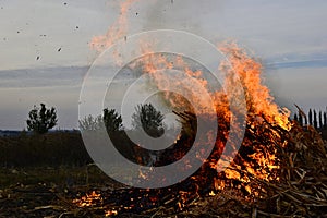 Burning of dry corn straw right on the agriculture field in the evening