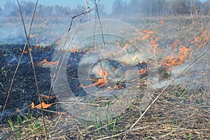 Burning dry, dead grass. The reasons for spring grass burning are largely unfounded and rather than being beneficial, grass photo