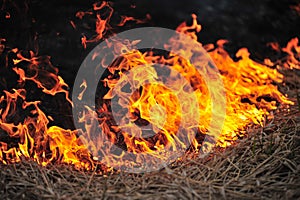 Burning dry grass in the field
