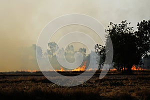 Burning dry grass in the field