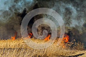 Burning dry grass and reeds. Fire and smoke. Ecological catastrophy