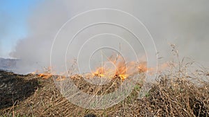 Burning field. Burning old dry last year`s grass. Dry grass in flame and smoke while burning forest fire at dry season