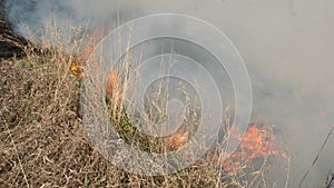 Burning field. The fire is getting very close. Dry grass in flame and smoke while burning forest fire at dry season