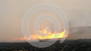 Burning field. The fire is quickly fanned by the wind. Storming elements. Dry grass in flame and smoke while burning