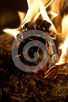 Burning fir cone