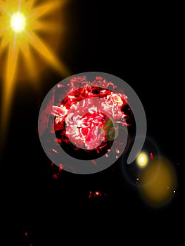 Burning fire on black coal natural beautiful