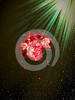 Burning fire on black coal natural beautiful