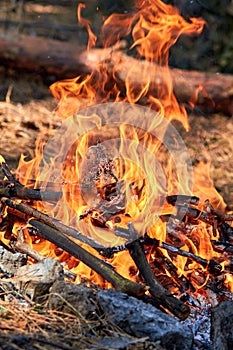 Burning fire. The bonfire burns in the forest. Texture of burning fire. Bonfire for cooking in the forest. Burning dry branches. T