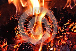 Burning fire from pine cones in the forest. Detail of flames