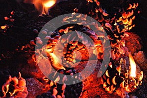 Burning fire from pine cones in the forest. Detail of flames