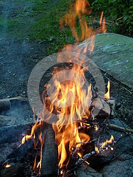 Burning firewood in a fire. Bright fire. Tongues of flame of orange color