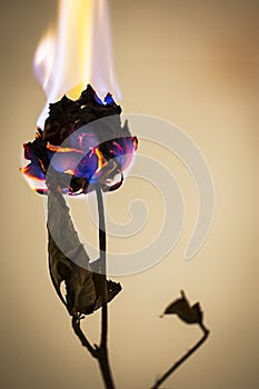 Burning Flower