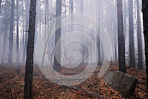 Burning forest in autumn with stone in the foreground