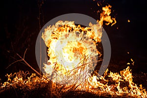 Burning grass in the field, close up. Nature on fire. Themes of fire, disaster and extreme events. Night shot