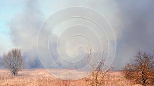 Burning grass in spring forest